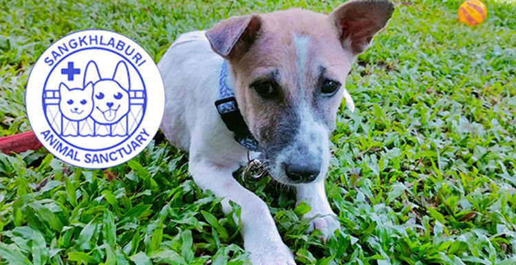 His Name Was Pet. His Life Was Brief. His Memory Fuels Our Fight.