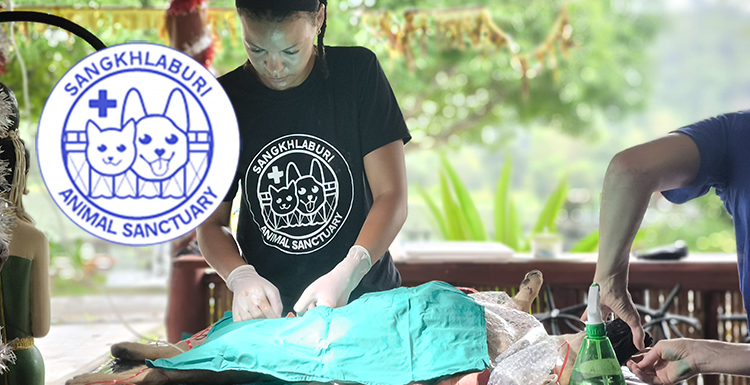 Preventing the Misery of Thousands of Unwanted Puppies and Kittens – for FREE!