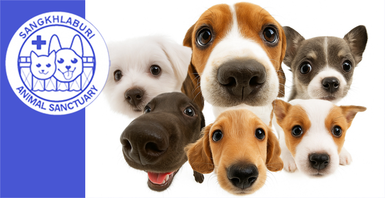 How We’re Different – and Why it Matters to Dogs and Cats in Need!