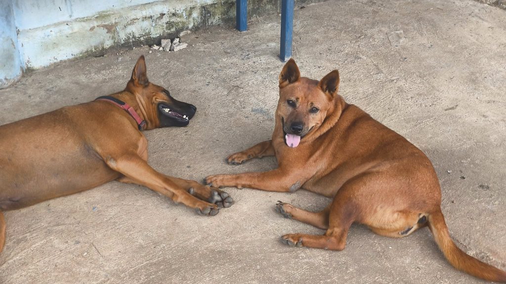 The welcoming committee is powered by naps and sunshine