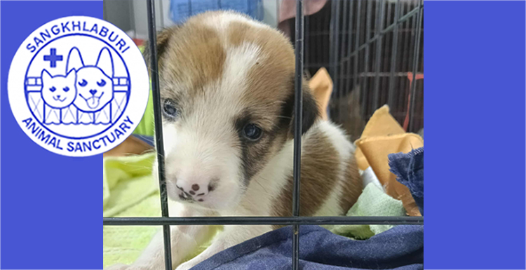 He Died During Surgery – Our Vets Brought Him Back to Life