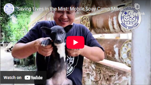 Saving Lives in the Mist: Mobile Spay Camp Mission in Sangkhlaburi