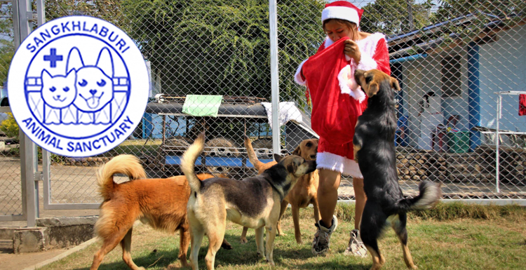 This holiday, bring comfort and care to animals in need. No Animal Should Be Forgotten This Holiday Season