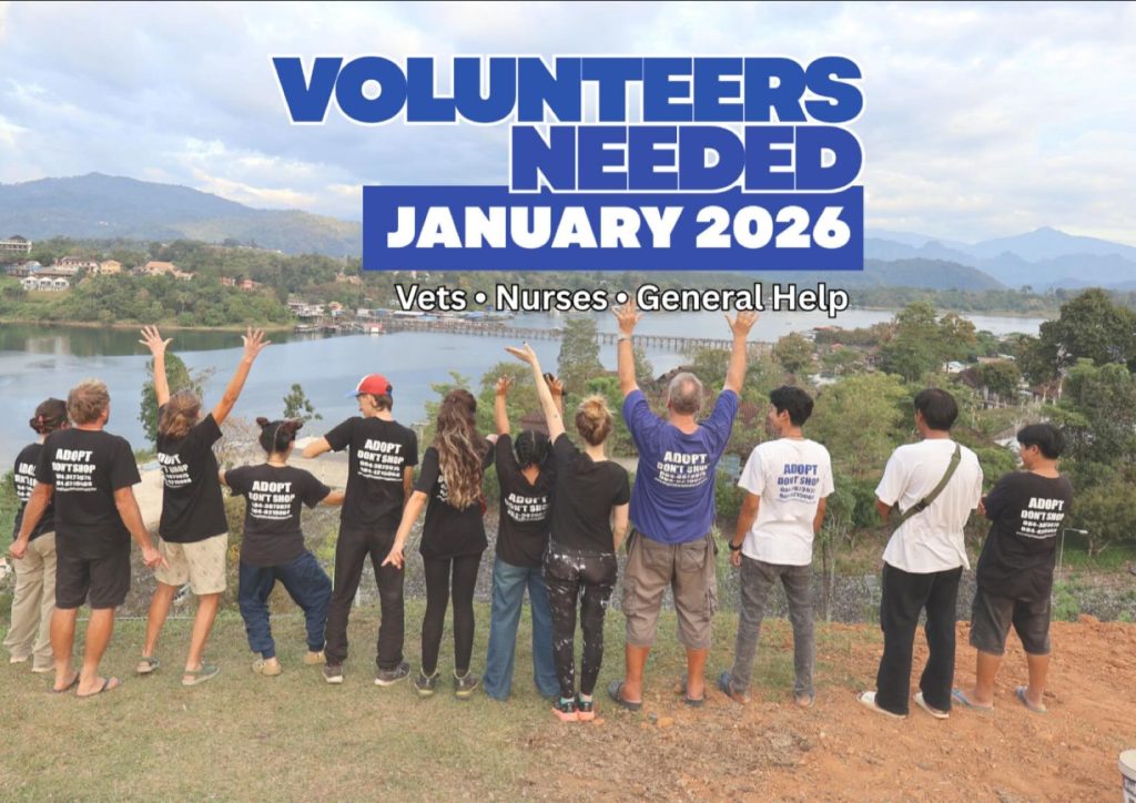 We are currently looking for Vets, Nurses, and Volunteers to join our team next month.