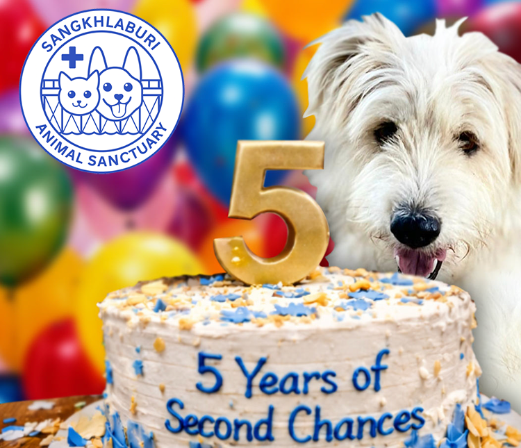 Celebratig FIVE YEARS of rescues, healing, and hope A sanctuary born from ruins