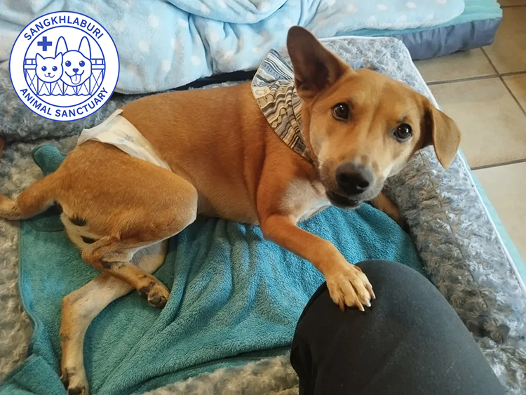 An injured dog or cat shouldn’t have to wait for treatment, and suffer
