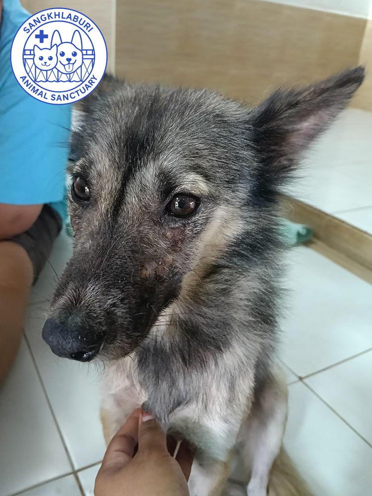 She was hit by SEVERAL cars – we saved Coco’s life. Coco can’t see or smell – but she’s safe now