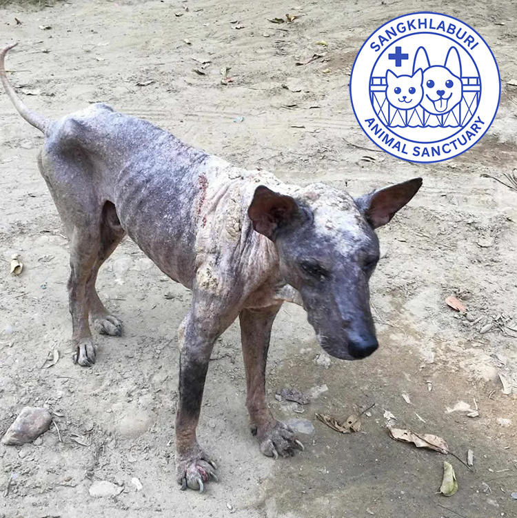 To the world, Charlie was invisible…In Sangkhlaburi, dogs like this are everywhere…