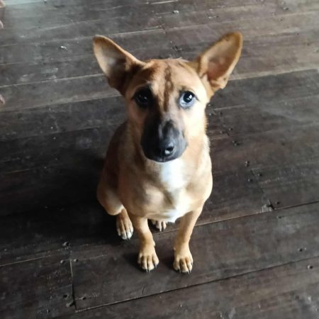 doris