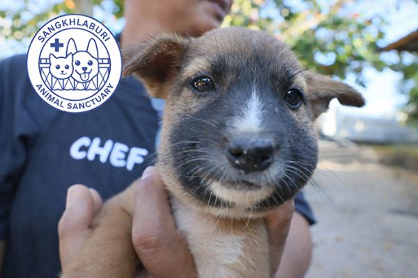 Banner---dog-with-swollen-face-695