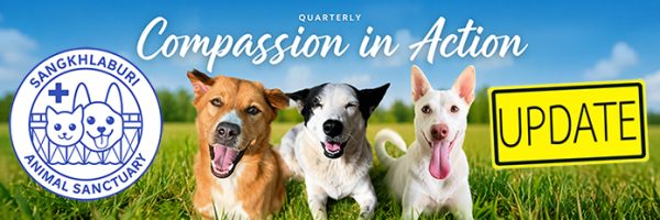 Compassionate-companions-in-a-sunny-field-update-695