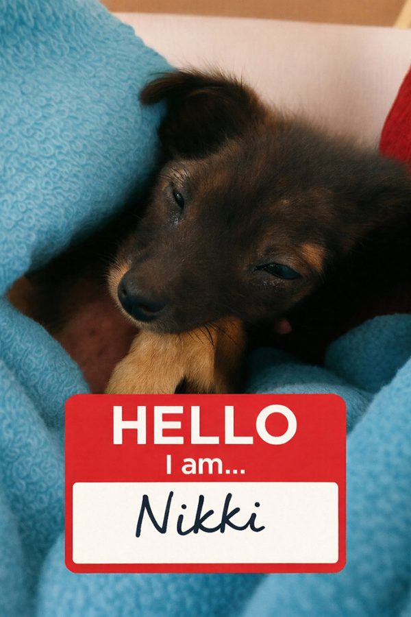 Nikki-with-name-tag-695