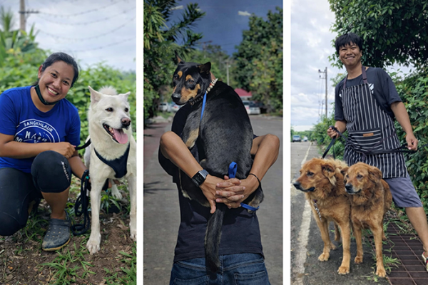 Staff-with-happy-dogs-695