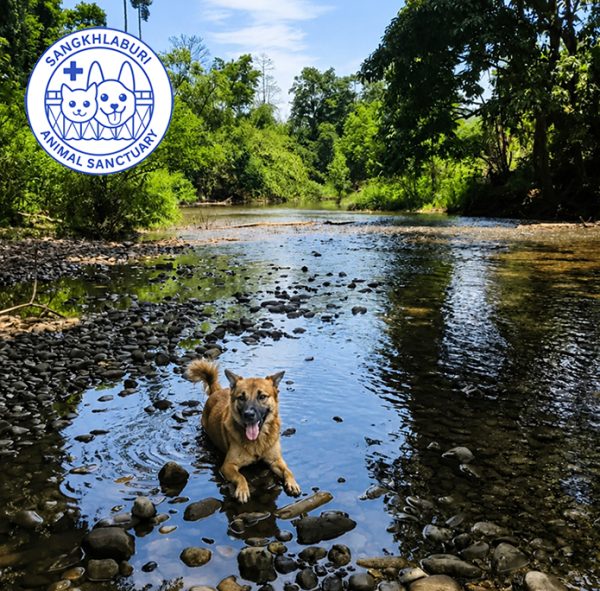 Banner---dog-in-creek-695