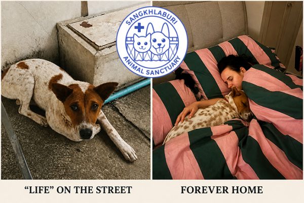 Banner---before-and-after-695