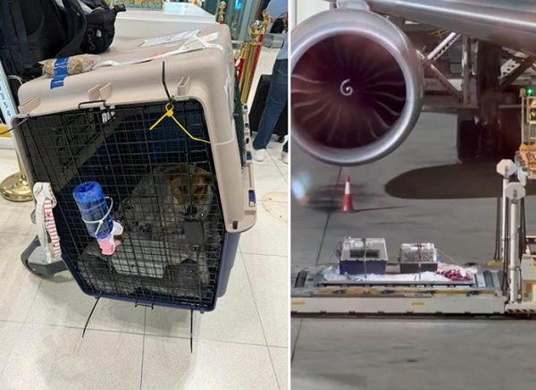 Cage-and-plane-695