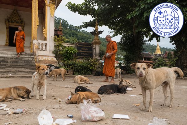 Banner---dumped-dogs-at-temple-695